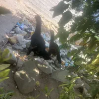 مرغ و خروس|حیوانات مزرعه|میناب, |دیوار