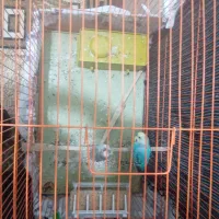 یک جفت مرغ عشق|پرنده|کوهدشت, |دیوار