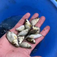 بچه ماهی گرم آبی کپور طاطا طلایی