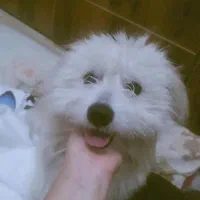 فروش سگ اشپیتز|سگ|یاسوج, |دیوار