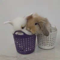 خرگوش عروسکی|موش و خرگوش|دورود, |دیوار