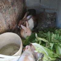 خرگوش|موش و خرگوش|تهران, اتحاد|دیوار