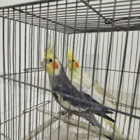یک جفت عروس هلندی با قفس