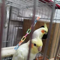 جفت مولد عروس هلندی