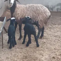 میش دوقلو شال