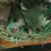 فنچ کینگ درشت