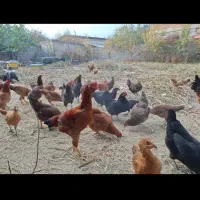 خروس دورگه چاق وسالم