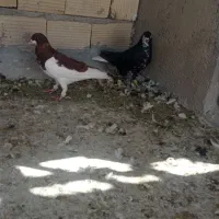 شهری درجه یک|پرنده|شیراز, نیستان|دیوار
