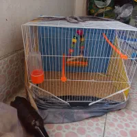 قفس پرنده عروس هلندی ، مینا با لوازم|لوازم جانبی حیوانات|مشهد, گلبرگ|دیوار