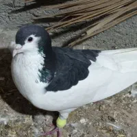 کبوتر رنگی و پلاکی قره|پرنده|شنبه و طسوج, |دیوار