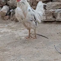 خروس گلین و کوردی|حیوانات مزرعه|چرداول, |دیوار