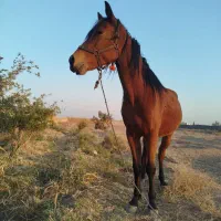 اسب مادیون دره شوری|اسب و تجهیزات اسب‌سواری|ساوه, |دیوار