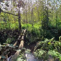 ۴۹۰۰هزار متر تخمینی زمین همراه با ۱۰۰۰تادرخت صنوبر|فروش زمین و ملک کلنگی|احمدسرگوراب, |دیوار