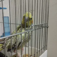 عروس هلندی بالغ ماده