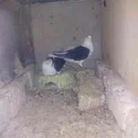 سلام.مینا بامگس.جفت دوکت.چندتایی هم کفتر رنگه|پرنده|زاهدان, |دیوار