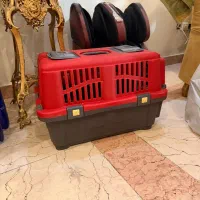 فرنچ بولداگ  نر|سگ|تهران, جردن|دیوار