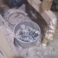تخم یوسل