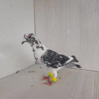 کبوتر پلنگ ابلغ افغانی سینه کله المانی کرمونی