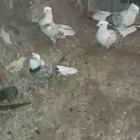 کبوتر نازار|پرنده|الشتر, |دیوار