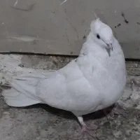 کبوتراصفهانی