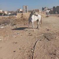 اسب مادیان|اسب و تجهیزات اسبسواری|کرج, کیانمهر|دیوار