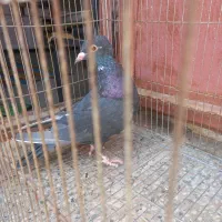 کفتر|پرنده|زرند, |دیوار