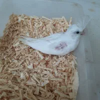 عروس هلندی البینو