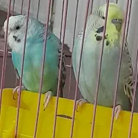 مرغ اشق انگلیسی