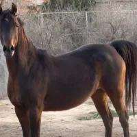 مادیان و کره مادیان