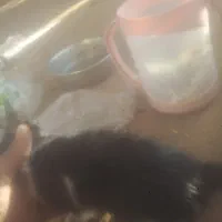 گربه دستی ملوس|گربه|زرقان, |دیوار