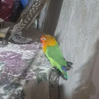 طوطی کوتوله نژاد دار