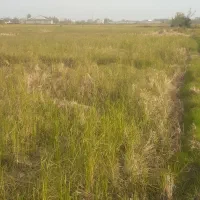 فروش شالیزار ، برنج ، ۲۷۰۰ متری|فروش زمین و ملک کلنگی|چاف و چمخاله, |دیوار