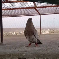 کله زرد و کله آبادانی