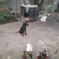 سگ شکاری پوینت