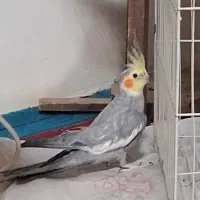 عروس هلندی نر
