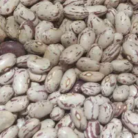 لوبیا فقط ۳۸۰چیتی درشت