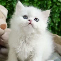 اسکاتیش مینی عروسکی|گربه|کرج, گوهردشت|دیوار