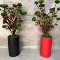 درختچه جاویدان