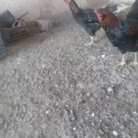 5تا خروس جوان به فروش میرسد.در مراغه هستن|پرنده|گیلوان, |دیوار