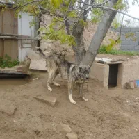 سگ دو رگ عراقی وساده