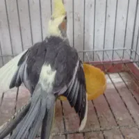 عروس هلندی|پرنده|قم, در بهشت|دیوار