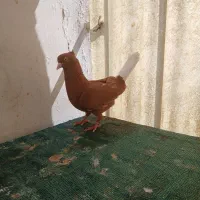 سرخ دم سفید
