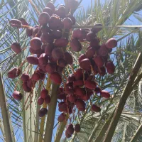 اجاره درخت خرما