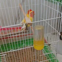 طوطی برزیلی جفت