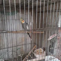 عروس هلندی نر
