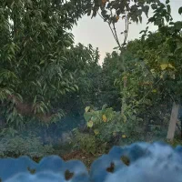 باغ میوه|فروش زمین و ملک کلنگی|خوی, |دیوار