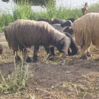 نرمیش گله داری اصیل