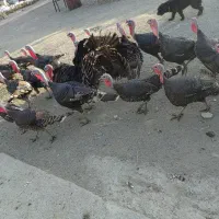 بوقلمون ماده برنز تخمگذار|حیوانات مزرعه|تهران, یافت آباد جنوبی|دیوار