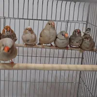 فنچ زبرا هاف اورنج