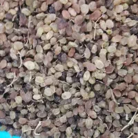 فروش عمده کشمش تیزابی|خوردنی و آشامیدنی|نهاوند, |دیوار